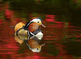 鸳鸯空山鸟语图片