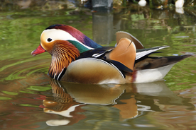 鸳鸯空山鸟语图片
