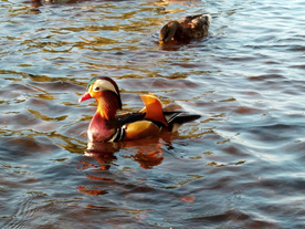 鸳鸯空山鸟语图片