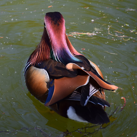 鸳鸯空山鸟语图片