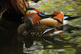 鸳鸯空山鸟语图片