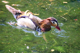 鸳鸯空山鸟语图片