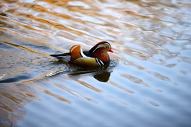 鸳鸯空山鸟语图片