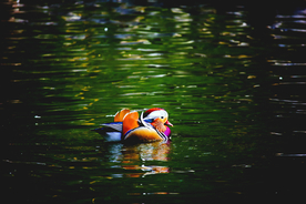 鸳鸯空山鸟语图片
