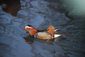 鸳鸯空山鸟语图片