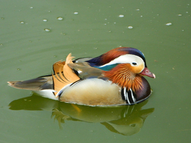 鸳鸯空山鸟语图片