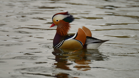 鸳鸯空山鸟语图片