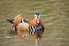 鸳鸯空山鸟语图片