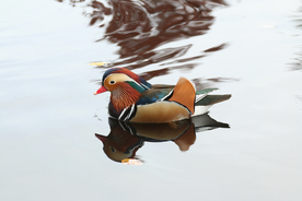 鸳鸯空山鸟语图片