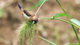 文鸟空山鸟语图片