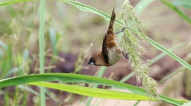 文鸟空山鸟语图片