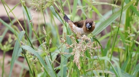 文鸟空山鸟语图片
