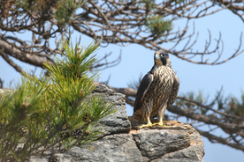 游隼空山鸟语图片