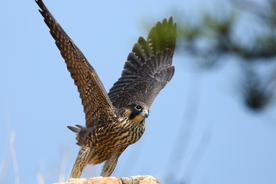 游隼空山鸟语图片