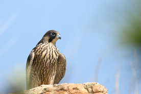 游隼空山鸟语图片