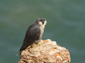 游隼空山鸟语图片