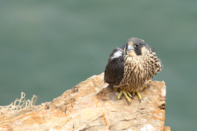 游隼空山鸟语图片