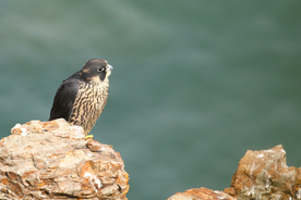游隼空山鸟语图片