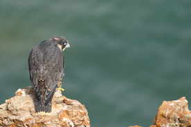 游隼空山鸟语图片