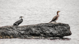 鱼鹰空山鸟语图片