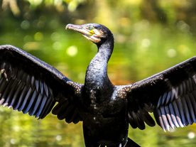 鱼鹰空山鸟语图片