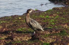 鱼鹰空山鸟语图片