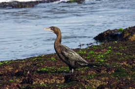 鱼鹰空山鸟语图片