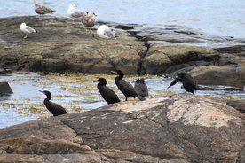 鱼鹰空山鸟语图片