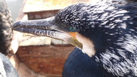 鱼鹰空山鸟语图片