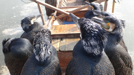 鱼鹰空山鸟语图片