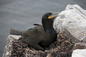 鱼鹰空山鸟语图片