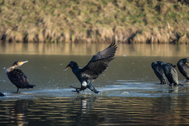 鱼鹰空山鸟语图片