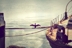 鱼鹰空山鸟语图片