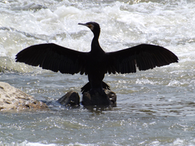 鱼鹰空山鸟语图片