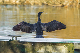 鱼鹰空山鸟语图片