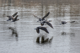 鱼鹰空山鸟语图片