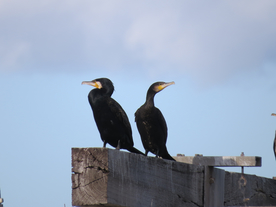 鱼鹰空山鸟语图片