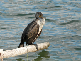 鱼鹰空山鸟语图片