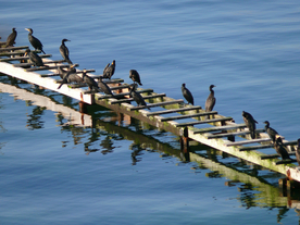 鱼鹰空山鸟语图片