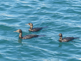 鱼鹰空山鸟语图片