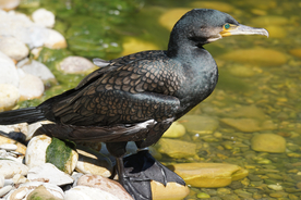 鱼鹰空山鸟语图片