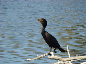 鱼鹰空山鸟语图片