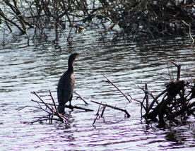 鱼鹰空山鸟语图片