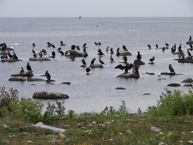 鱼鹰空山鸟语图片