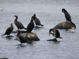 鱼鹰空山鸟语图片