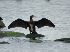 鱼鹰空山鸟语图片