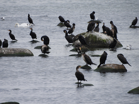 鱼鹰空山鸟语图片