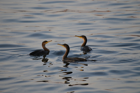 鱼鹰空山鸟语图片