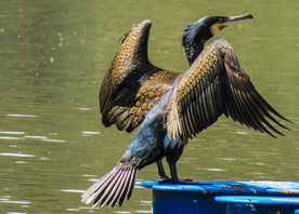 鱼鹰空山鸟语图片