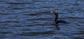 鱼鹰空山鸟语图片